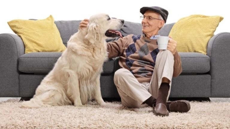 Restore the beauty of your home with carpet cleaning services, Sarasota Florida