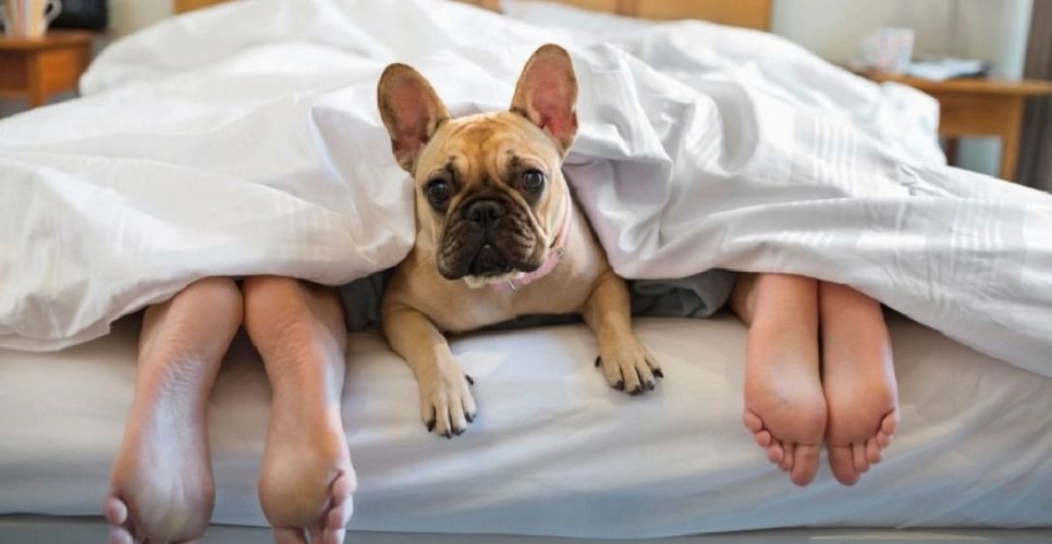 Mattress Cleaning, Upholstery Cleaning, near me.