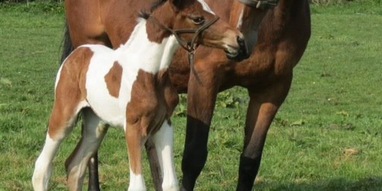 Mare and foal bonding