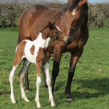 breeding your first foal 