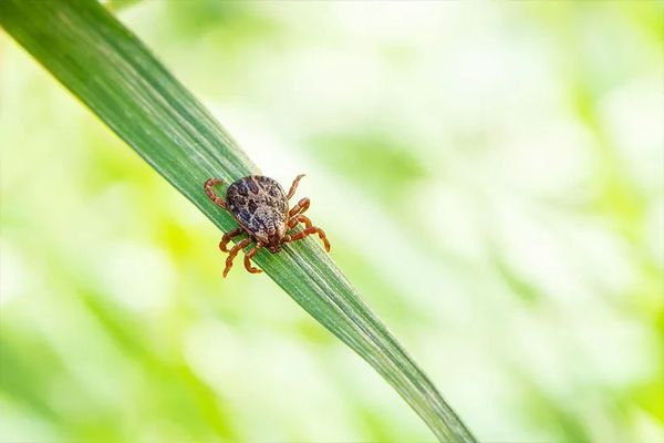 tick, tick control, tick prevention, tick spraying, tick treatment