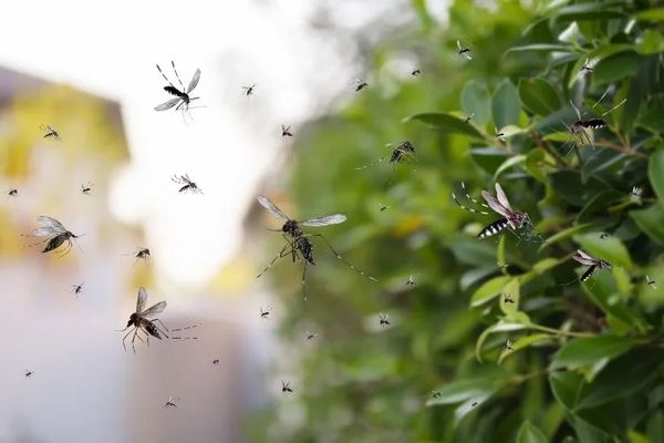Mosquitos buzzing around, pest control, mosquito spraying