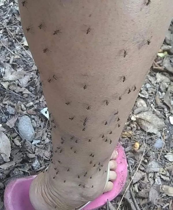 Biting mosquitos, mosquito control, mosquito protection