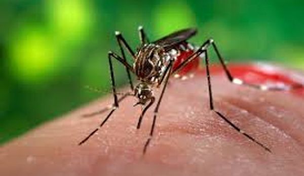 Mosquito control