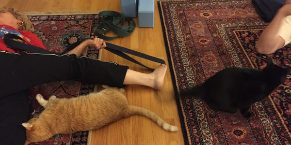 Couple private yoga sessions with cats. 