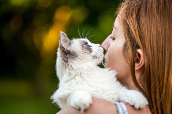 Ragdoll Cast Cattery