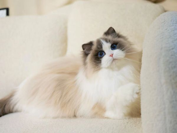 Meet Our Sweet Pagdoll Rrncess NINI