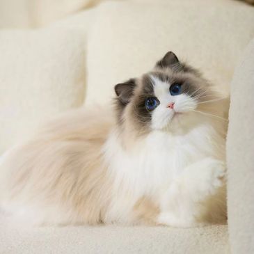 Our queen NINI