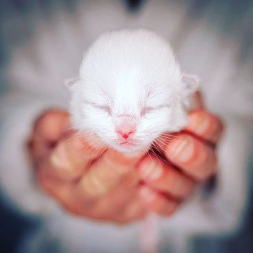 Ragdoll kitten