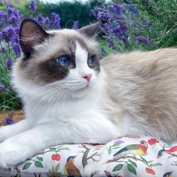 Our queen Jura