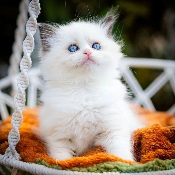 Beautiful Ragdoll Kitten