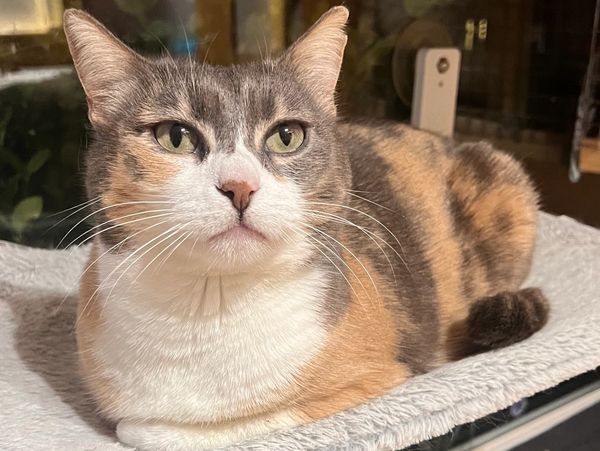 Comfortable & Relaxed Cat Boarding