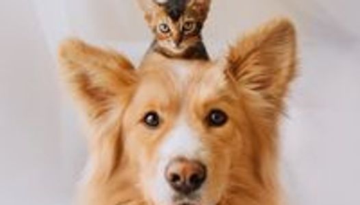 cats and dogs