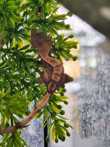 Baby Crested Geckos - Alvin, Simon, Theodore