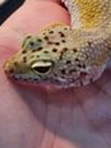 Daisy - Murphy's patternless leopard Gecko female
