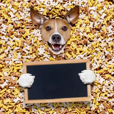 Happy Dog in Treats