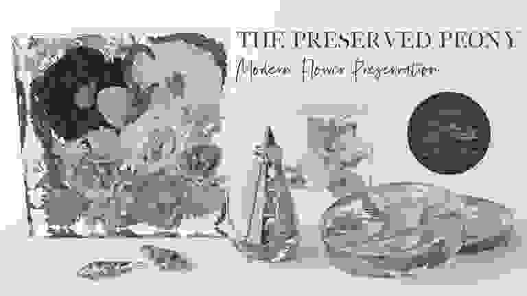the preserved peony modern flower preservation in wisconsin