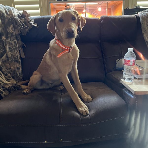 Young dog with an orange collar sitting on a brown couch indoors.