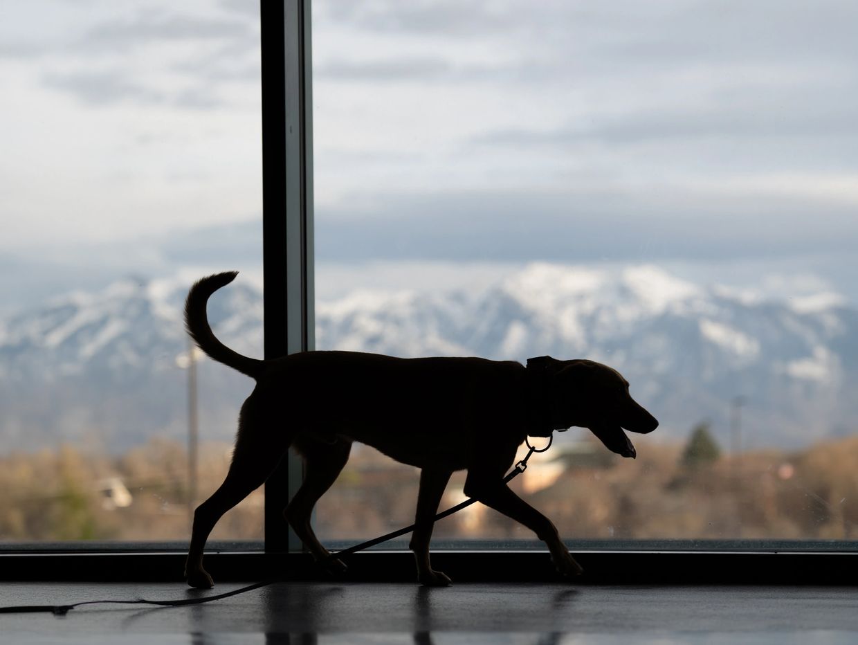 Silhouette of a dog walking indoors with snowy mountains in the background.