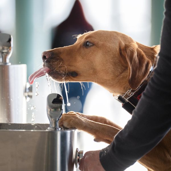 A dog drinks water from a fountain with human help.