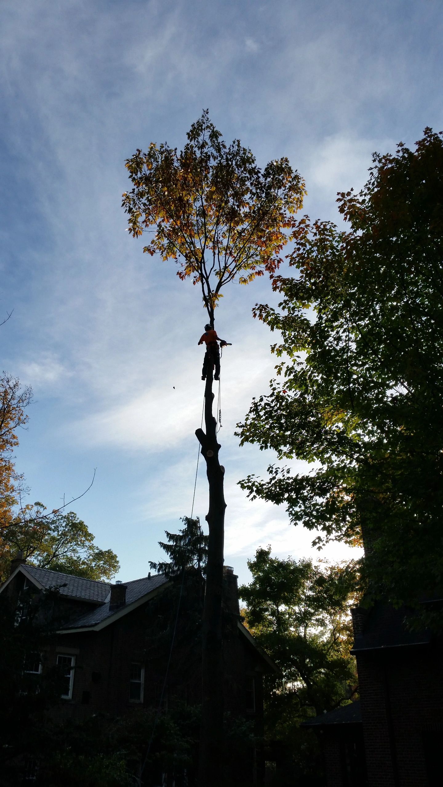 Barefoot Tree Care Barefoot Tree Care