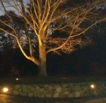 Landscape lighting. Tree up lighting with driveway wall lighting