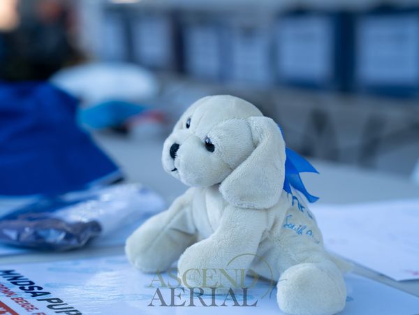 A plush white puppy toy with a blue ribbon sits on a table.