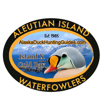 King Eider hunting Aleutian Island Waterfowlers