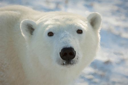 Polar Bear Impression