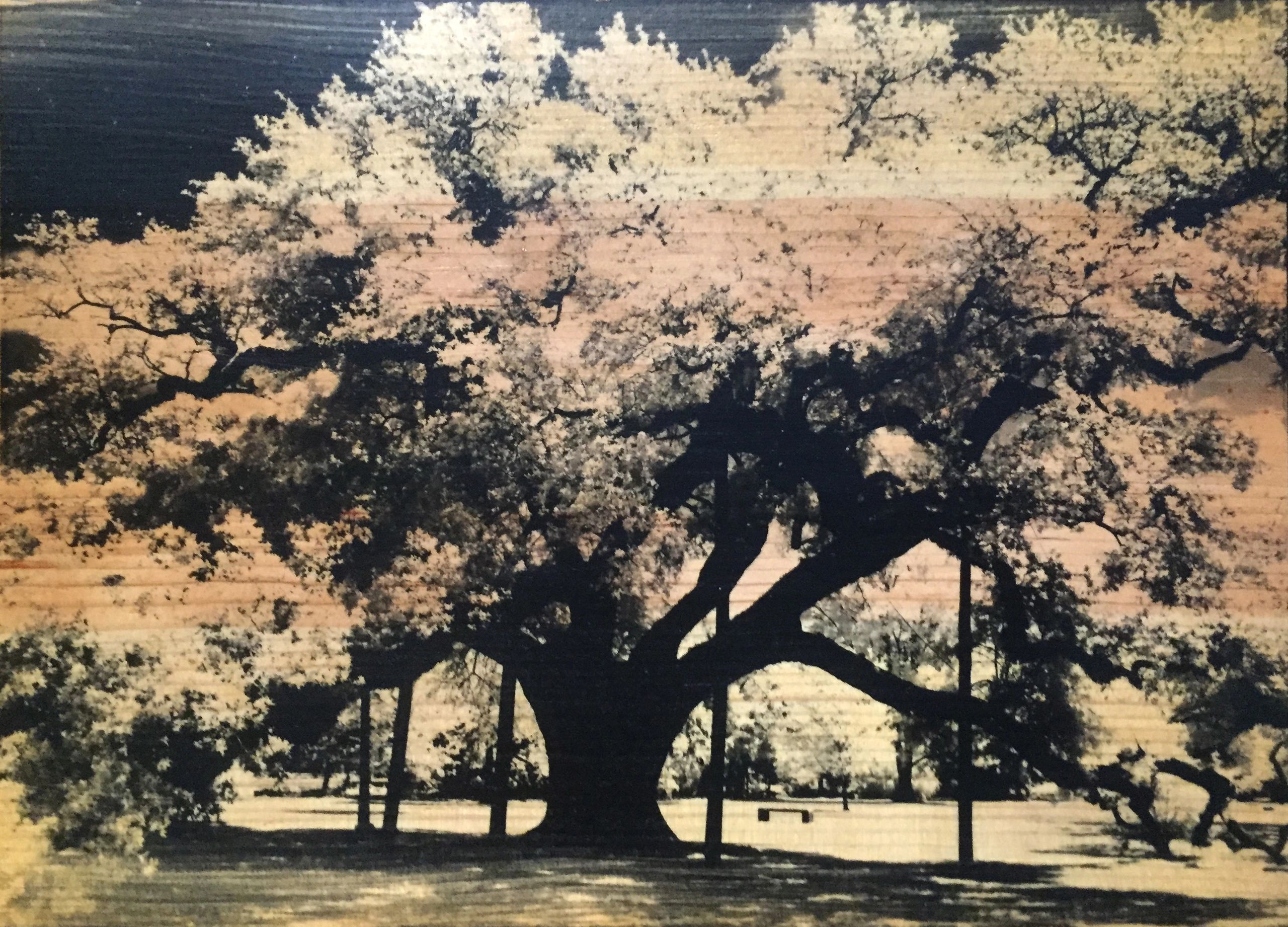 City Park Oaks: Liquid Emulsion Print on Pine: Wide Oak2 on Crutches with Bench, New Orleans, LA