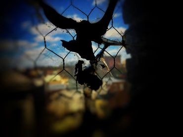 Window Story Series:   Bird Attack
