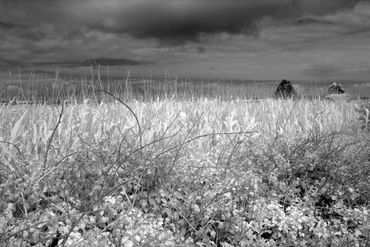 Infrared Ireland Series: Grass Ruin