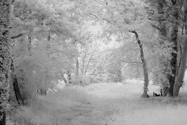Infrared Ireland Series: Killorglin Forest Talismans