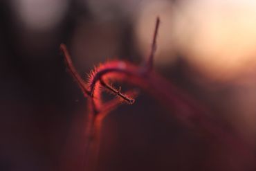 Unframed in the following sizes
8.5"x11"    
13" x 19" 
17" x 22" 
Prices available upon request