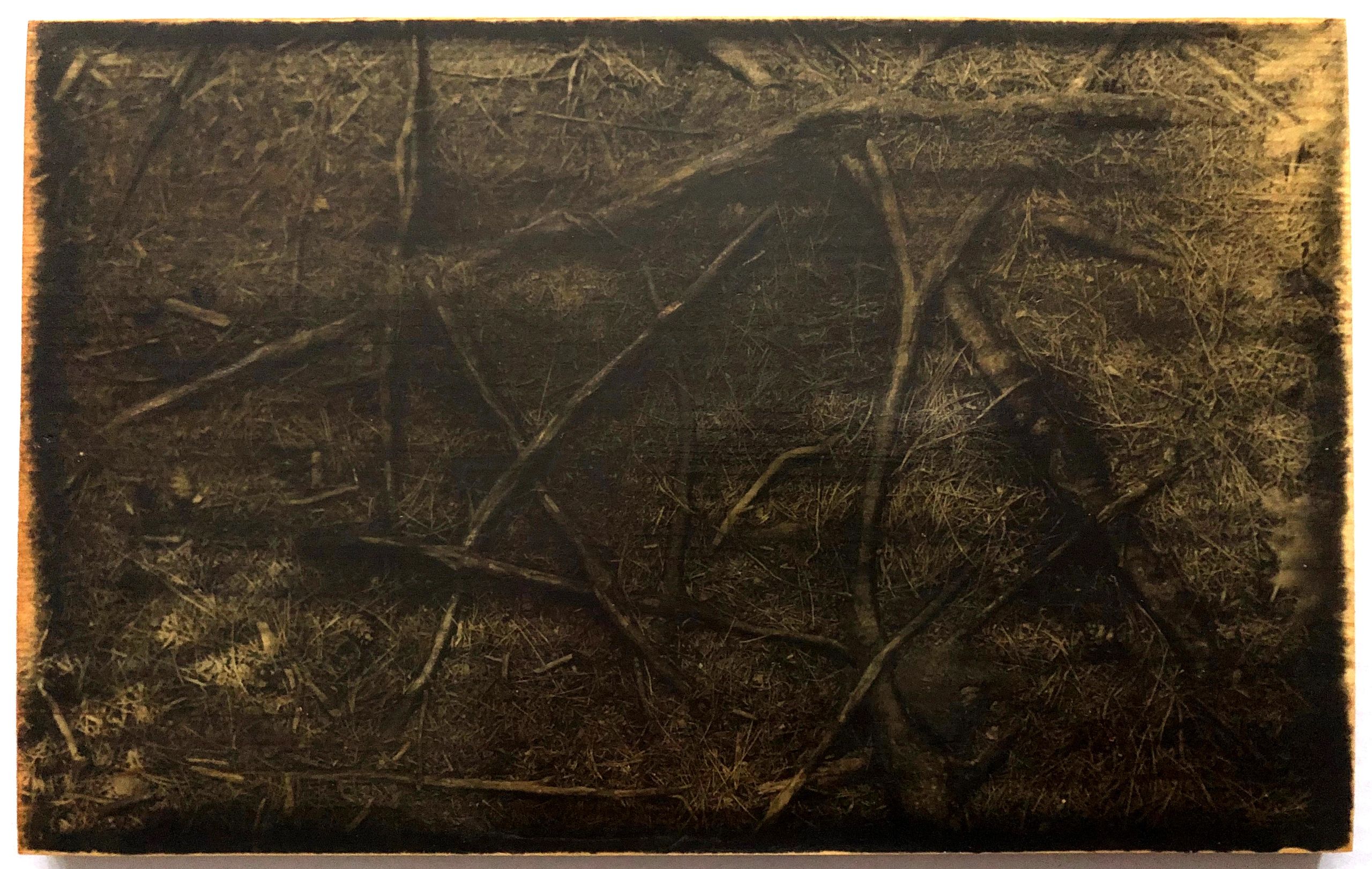 Roots: Liquid Emulsion Print on Pine: CrissCross