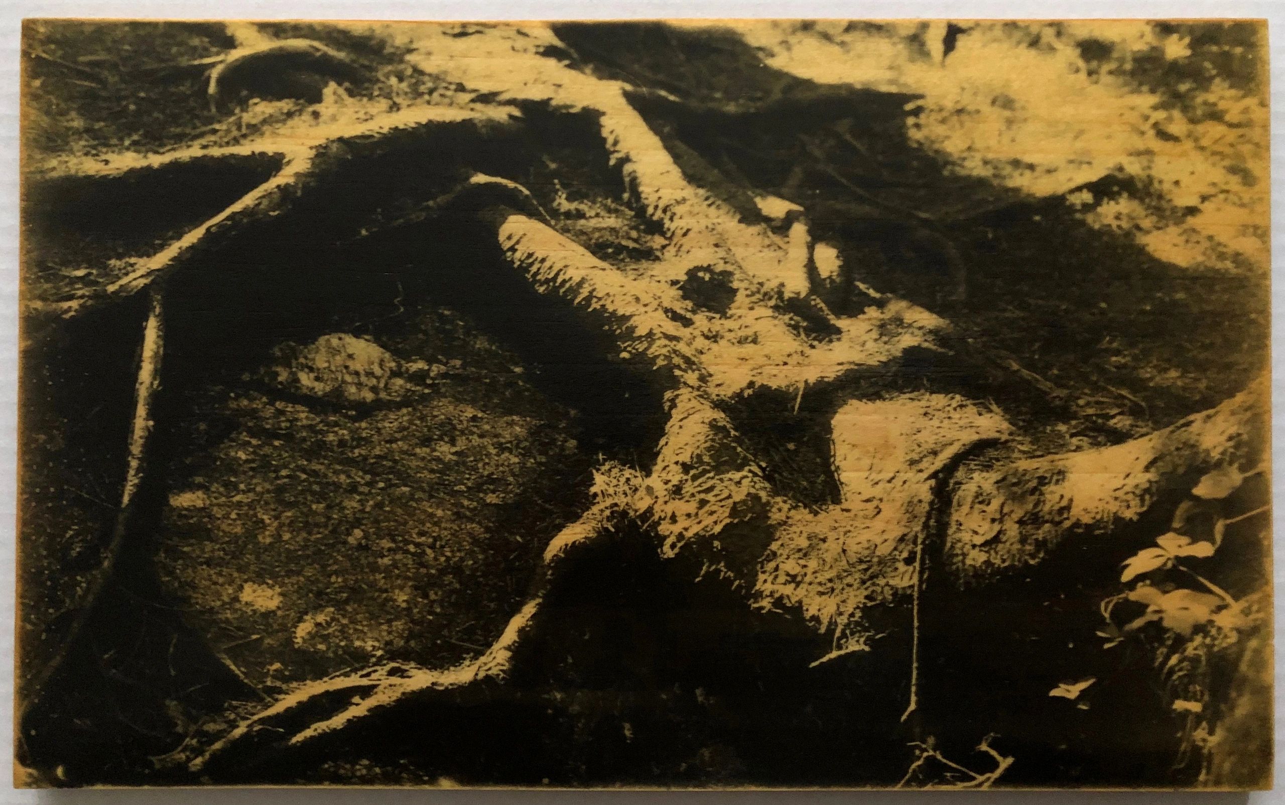 Roots: Liquid Emulsion Print on Pine: Hand