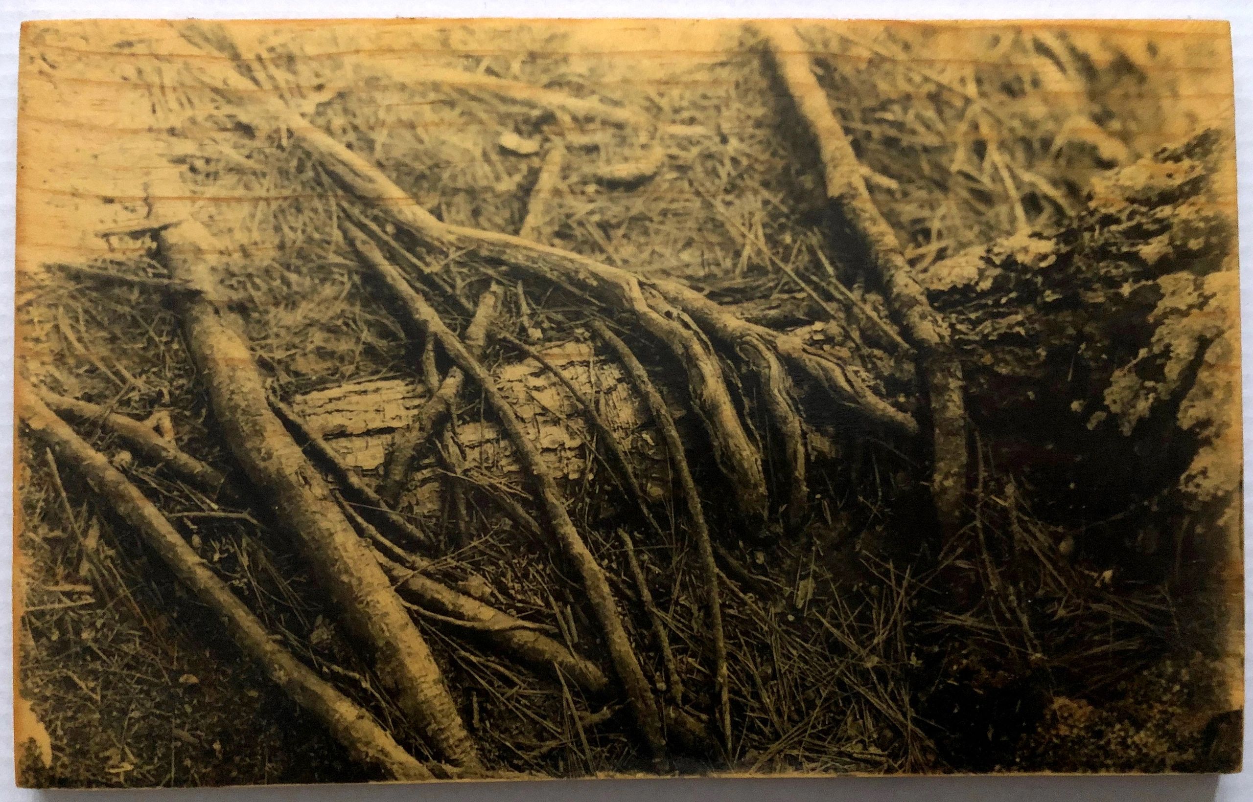 Roots: Liquid Emulsion Print on Pine: Roots Over Roots