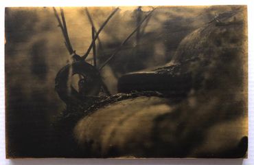 Cars & Trucks on Wood: Liquid Emulsion Print on Pine: Headlamp