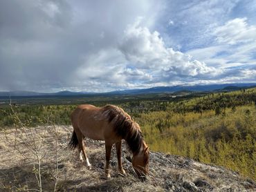 Horses.
Horse.
Views with horses.