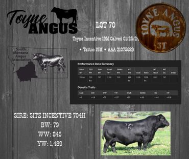 Toyne Angus cattle advertisement showcasing Lot 70 with performance data and genetic traits.
