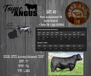 Toyne Angus cattle advertisement featuring Lot 80 with performance data and sire details.