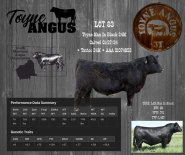 Profile of Toyne Angus Lot 83 bull with performance and genetic data.