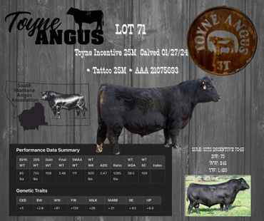 Toyne Angus Lot 71 bull with performance data and genetic traits, calved in 2024.