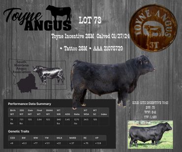 Angus bull with detailed performance and genetic data, branded Toyne Angus Lot 73.