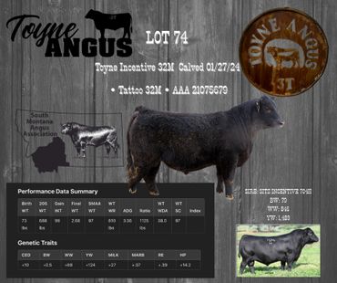 Profile of Toyne Incentive 32M, an Angus bull with performance and genetic data.
