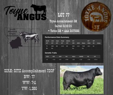 Cattle auction poster for Toyne Angus Lot 77 with performance data and a photo of a black Angus bull.
