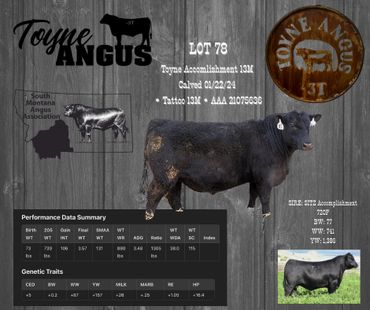 Toyne Angus Lot 78 bull with performance and genetic data, calved 01/22/24.