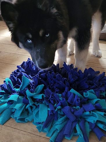 Puppy with a snuffle mat for dog enrichment.