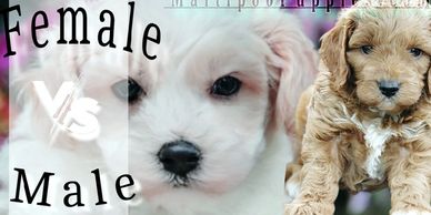 A female dog LOVES you, but a male dog is* IN LOVE with you