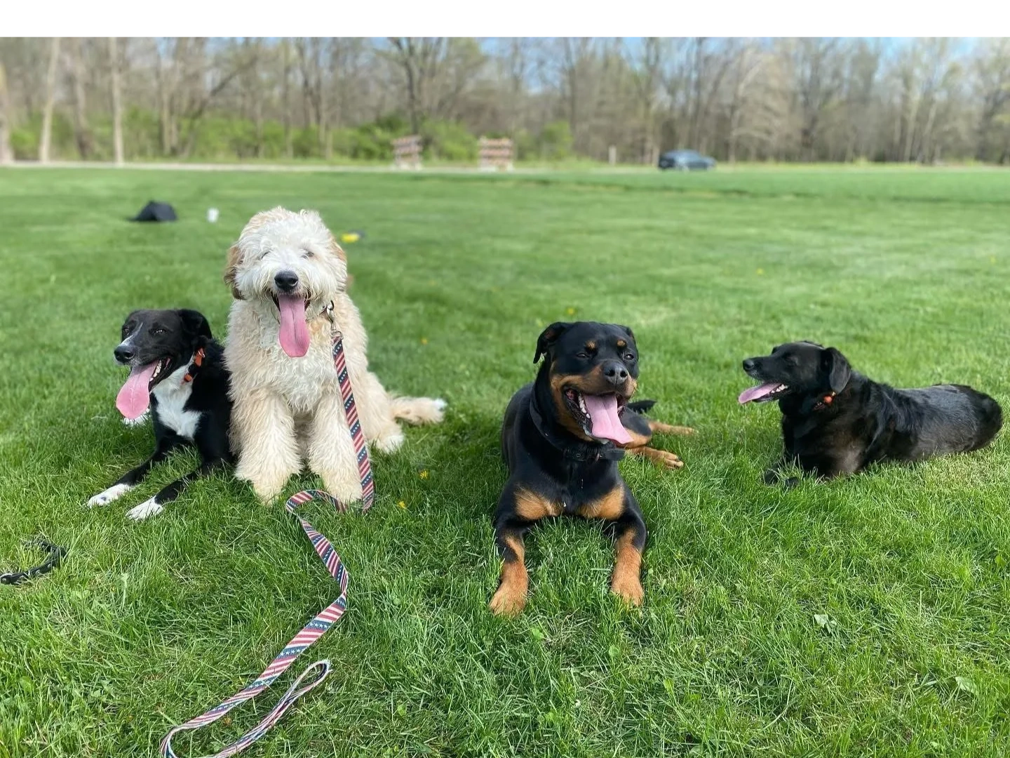 My Dog Rehab & Doggy Daycare